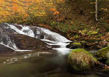 A stream full of autumn