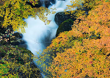 A stream full of autumn