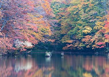 A stream full of autumn