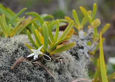 Angraecum borbonicum