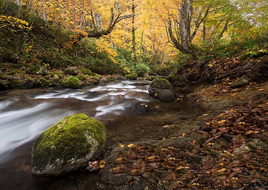 A stream full of autumn