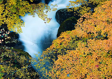 A stream full of autumn