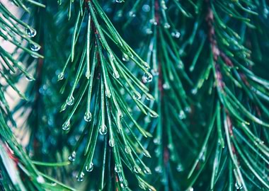 Pine tree and dew