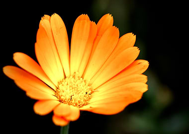 Calendula Flower