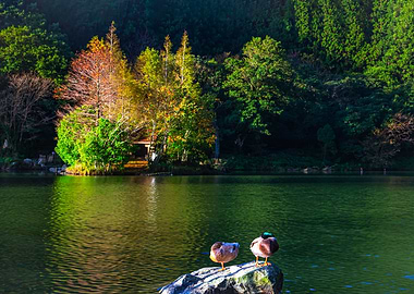 Mingchi Forest Recreation