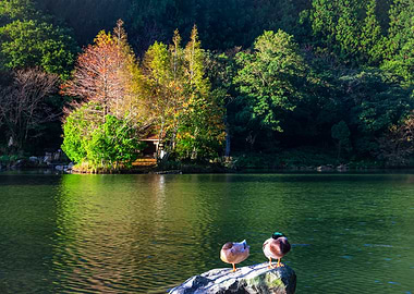 Mingchi Forest Recreation