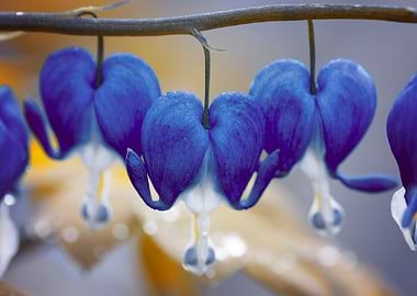 Valentines flowers, hearts