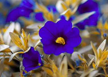 Purple blue flower, macro