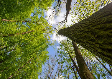 Spring forest, trees, sun