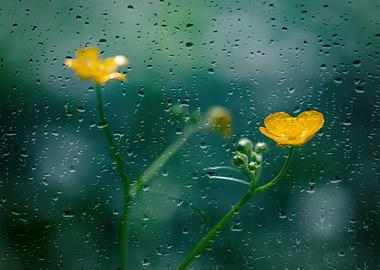 Rain yellow flower, macro