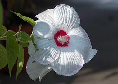 hibiscus in bloom in the g