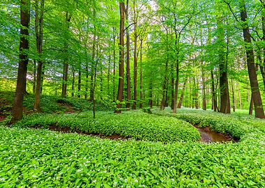 Spring forest, tree, river
