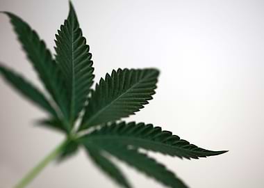 Marihuana leaf close up