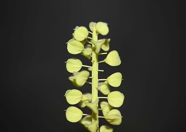 Muscari flower fruit macro