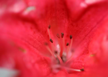 Rhododendron flower stamen