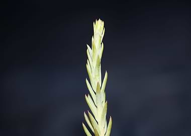 Sedum ochroleucum close up