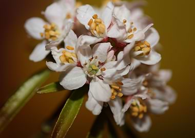 White flower blossom macro
