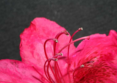 Red rhododendron stamens