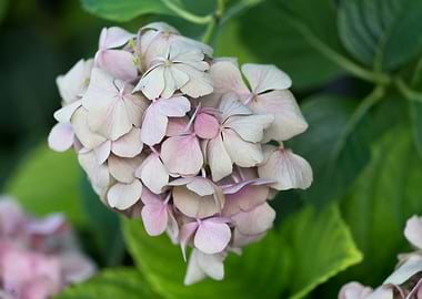 hydrangea in bloom in spri