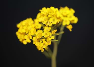 Aurinia saxatilis close up