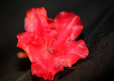 Rhododendron flower stamen