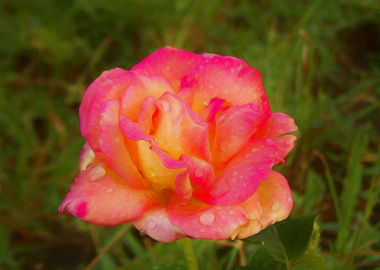 Rose
