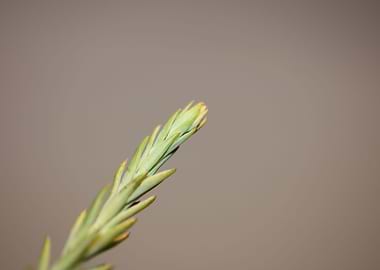 Sedum flower background