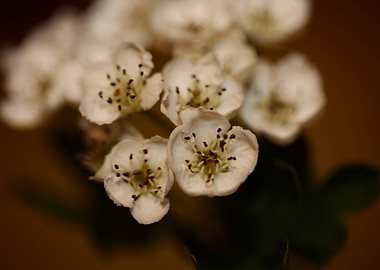 White flowers blossoming