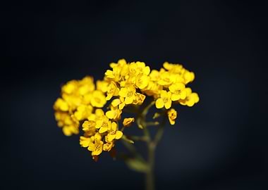 Aurinia flowering close up
