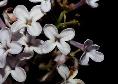 Syringa vulgaris flowering
