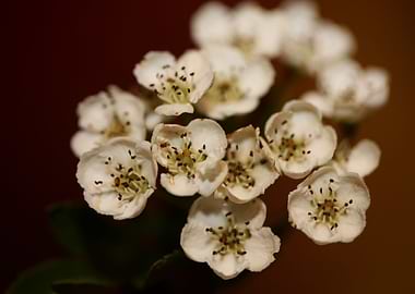 Crataegus flowers close up