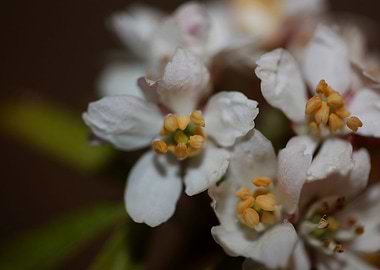 White choisya flower macro