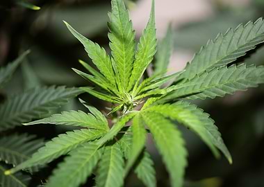 Cannabis plant flowering