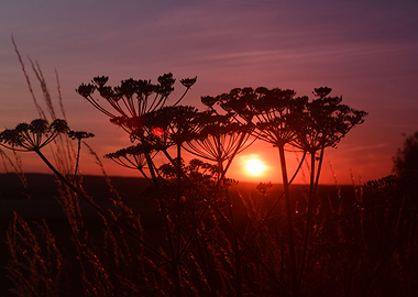Flowers behind the sunset