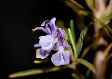 Rosemary flowering macro