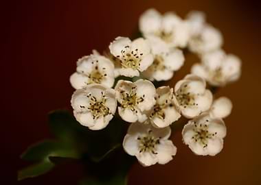 Crataegus flowers close up