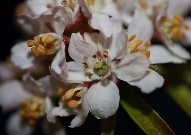 White choisya flower macro