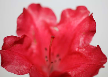 Rhododendron flower macro