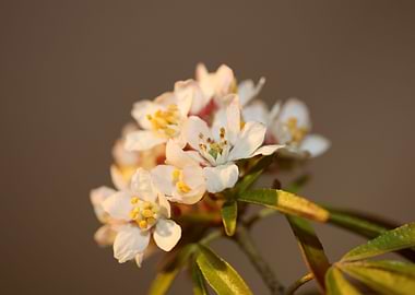 Choisya blossom rutaceae