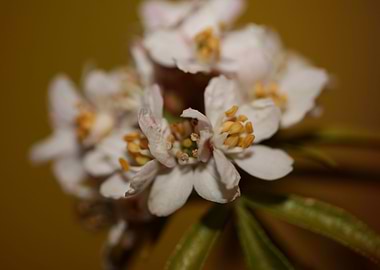 White flowering background