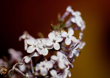 Syringa flowering close up