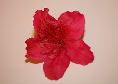 Rhododendron flower macro