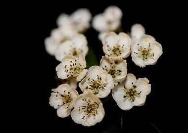 Crataegus monogyna flowers