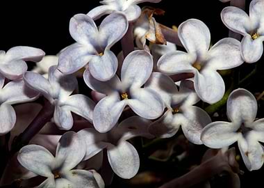 Syringa flower background