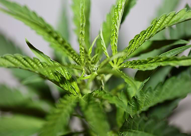Cannabis plant flowering