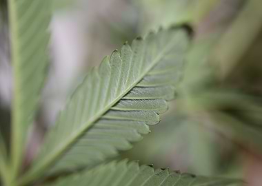 Cannabis plant flowering