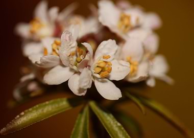 Choisya ternata flowering