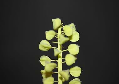 Muscari flower fruit macro