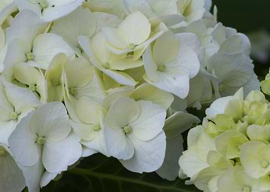 hydrangea in bloom in spri