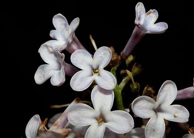 Syringa vulgaris flowering